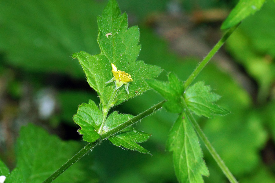 Geum urbanum